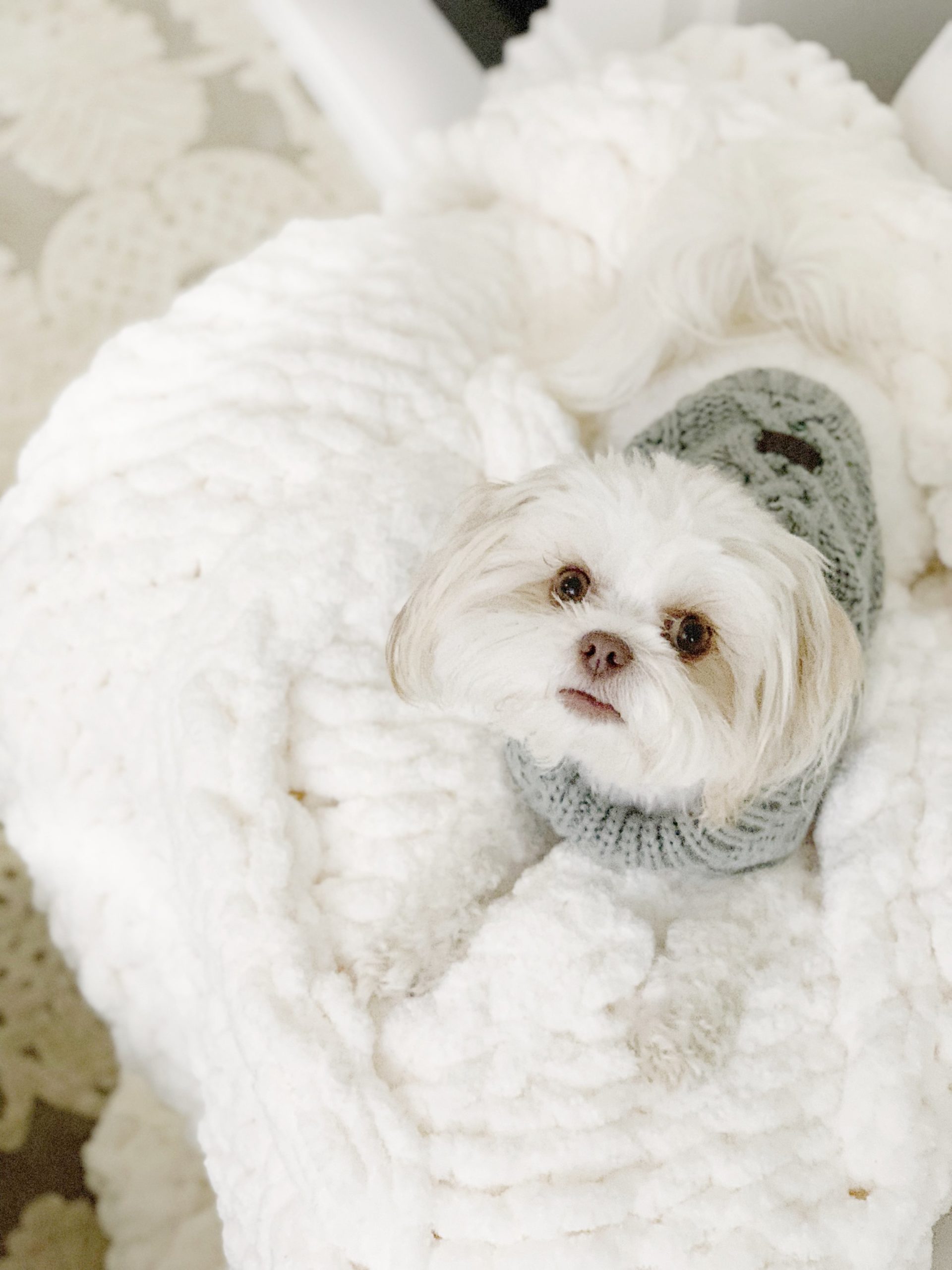 bed bath and beyond ugg dog sweater