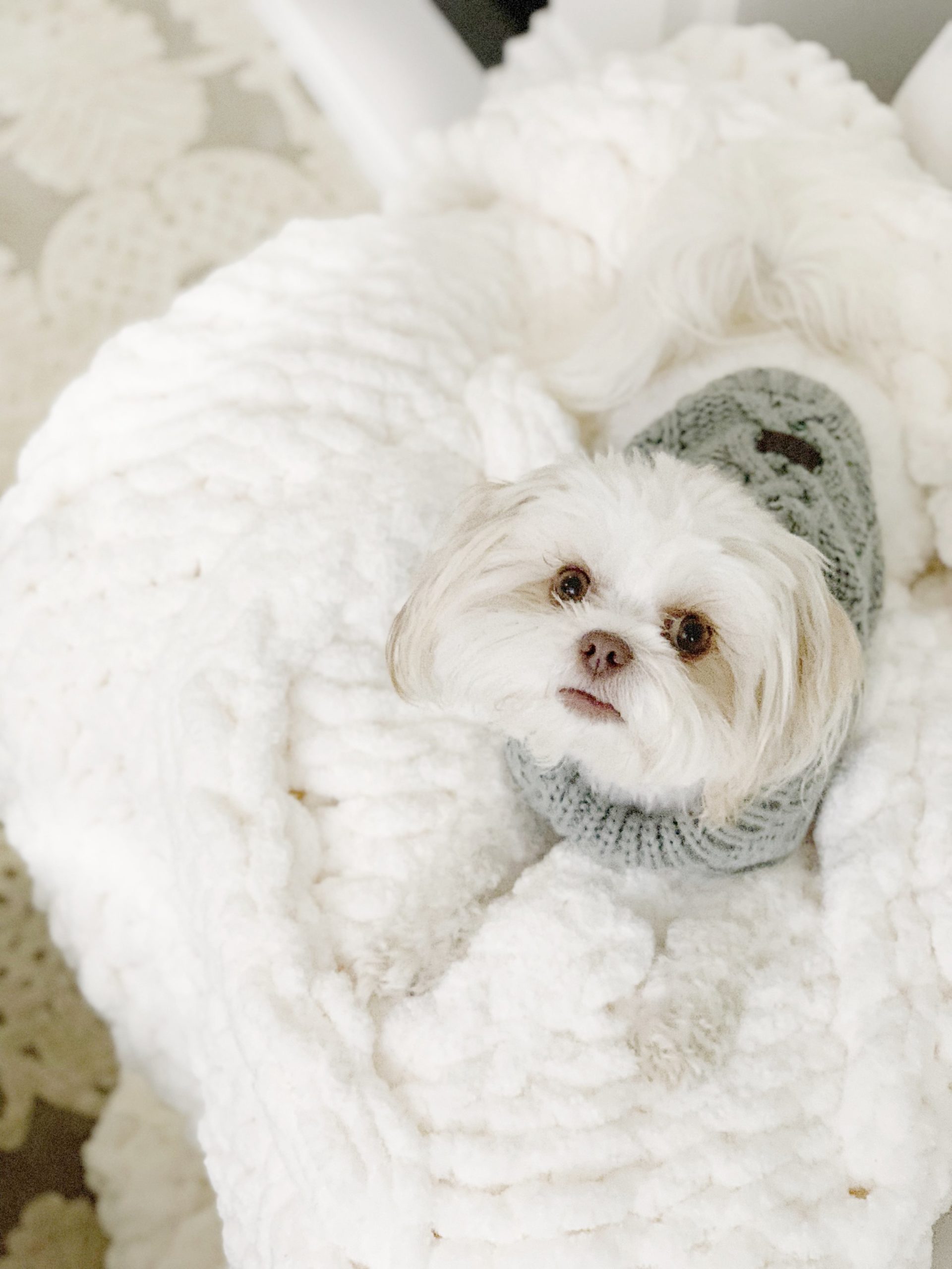 bed bath and beyond ugg dog coat