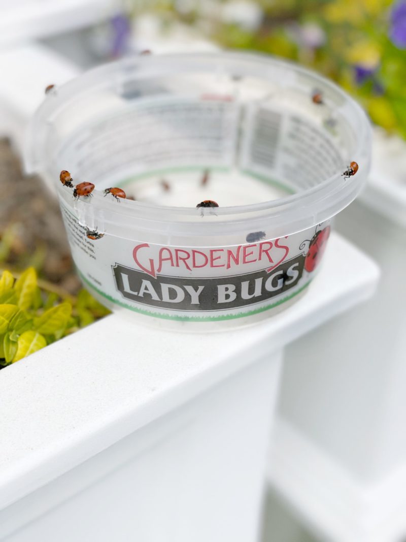 Ladybugs for Garden and Plants