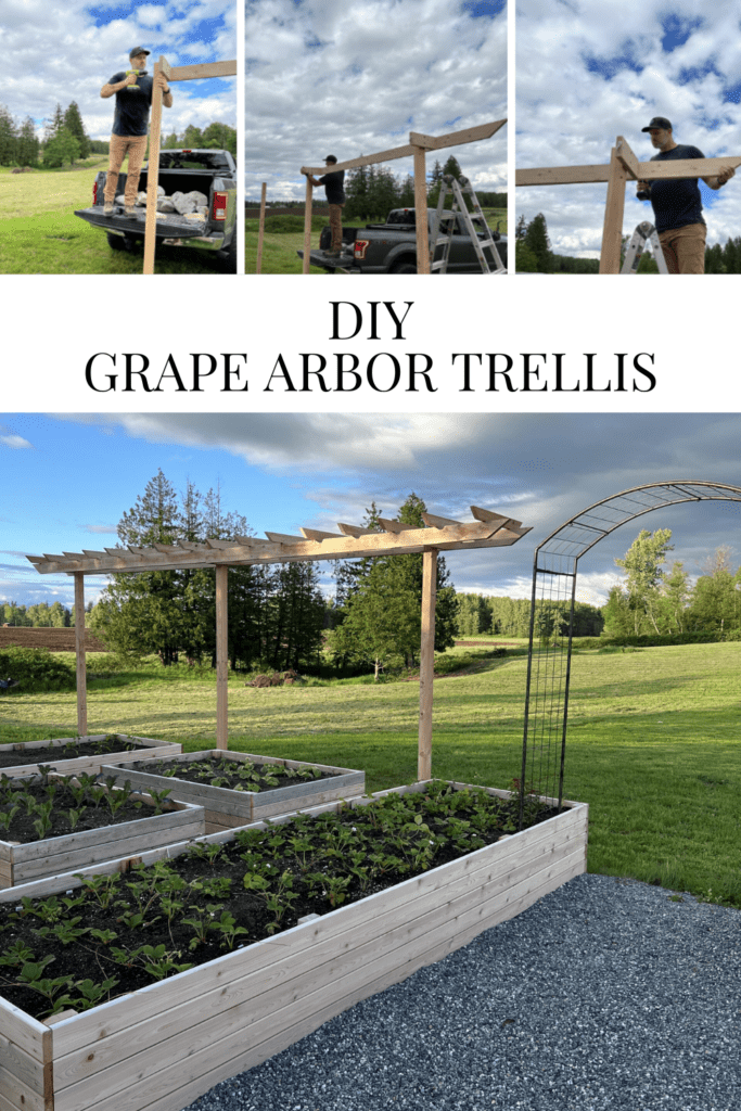 DIY Grape Arbor Trellis | Dreaming of Homemaking