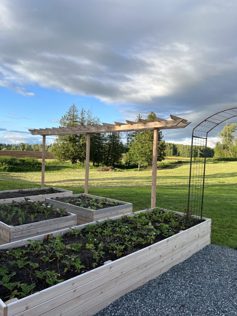 DIY Grape Arbor Trellis 