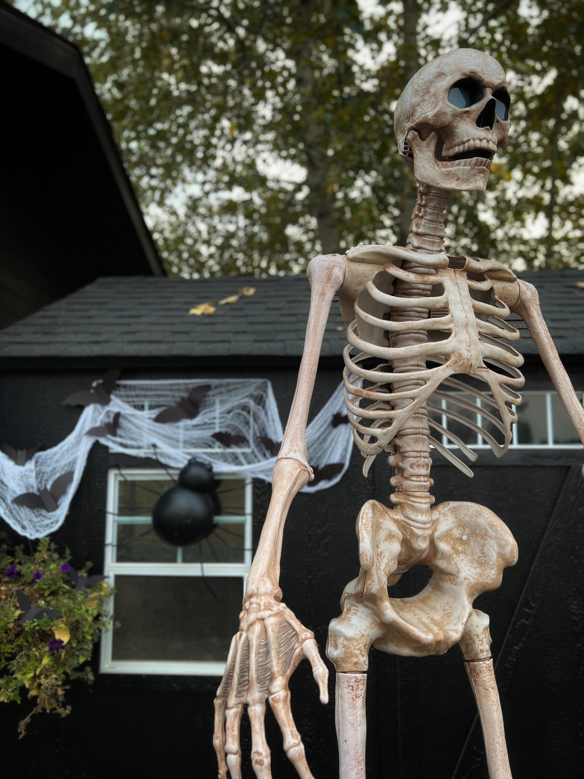 Halloween Chicken Coop – Skeletons & Bats