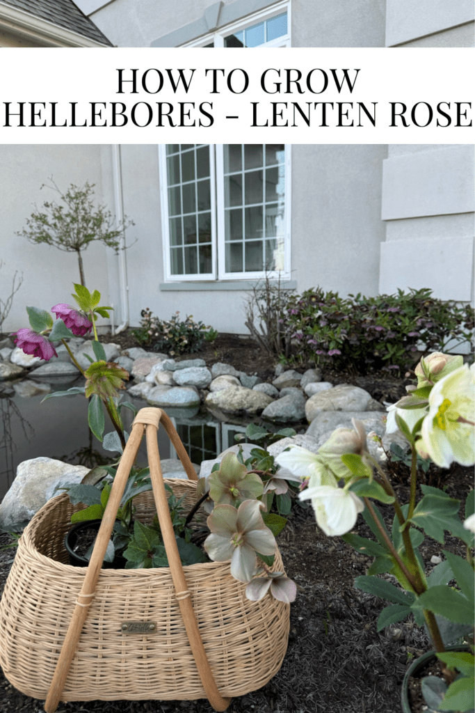 How to Grow Hellebores - Lenten Roses