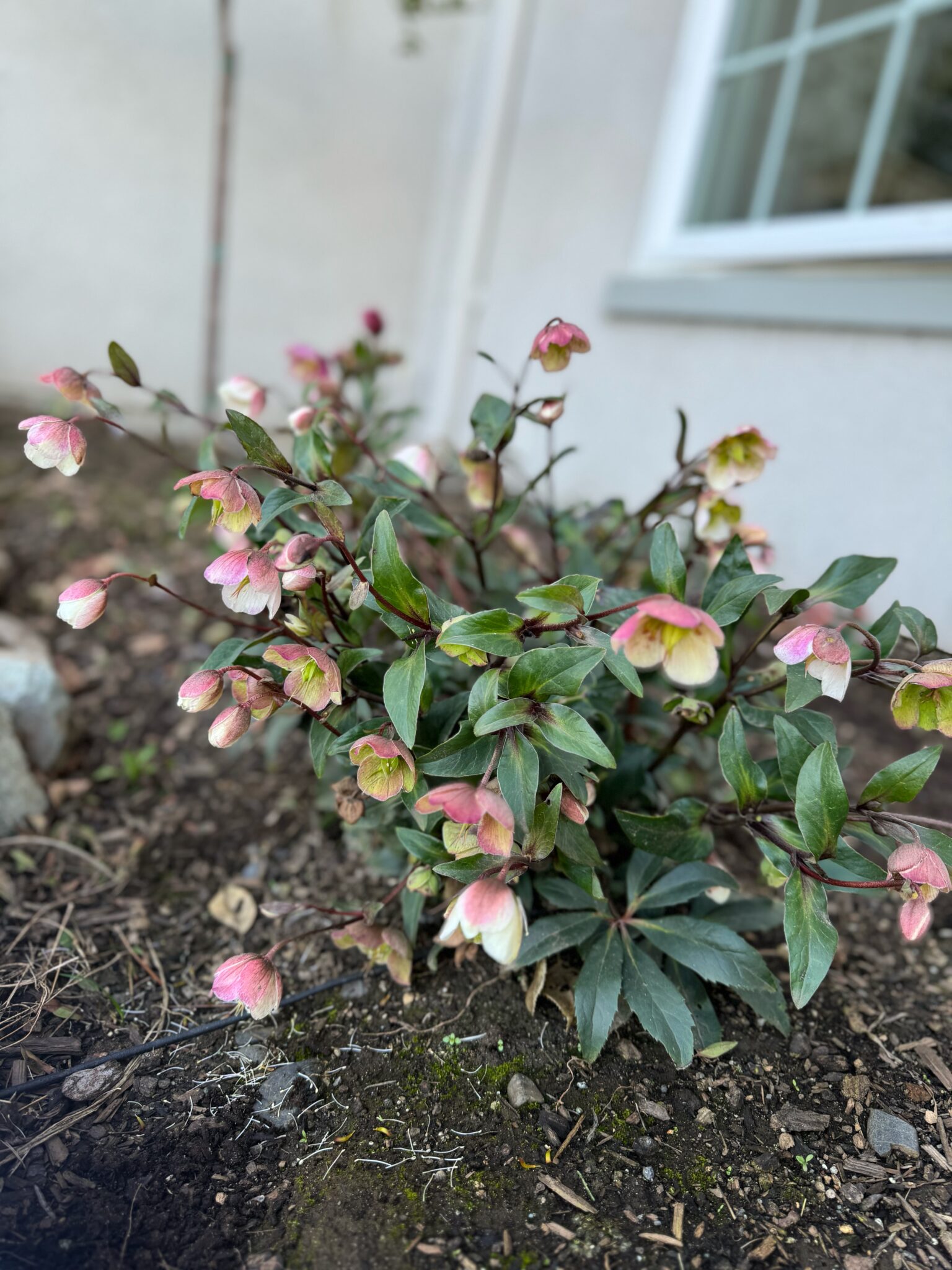 How to Grow Hellebores - Lenten Rose