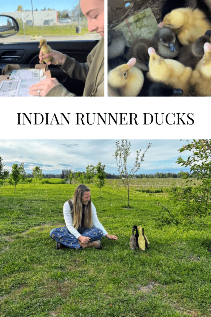 Indian Runner Ducks • Dreaming of Homemaking